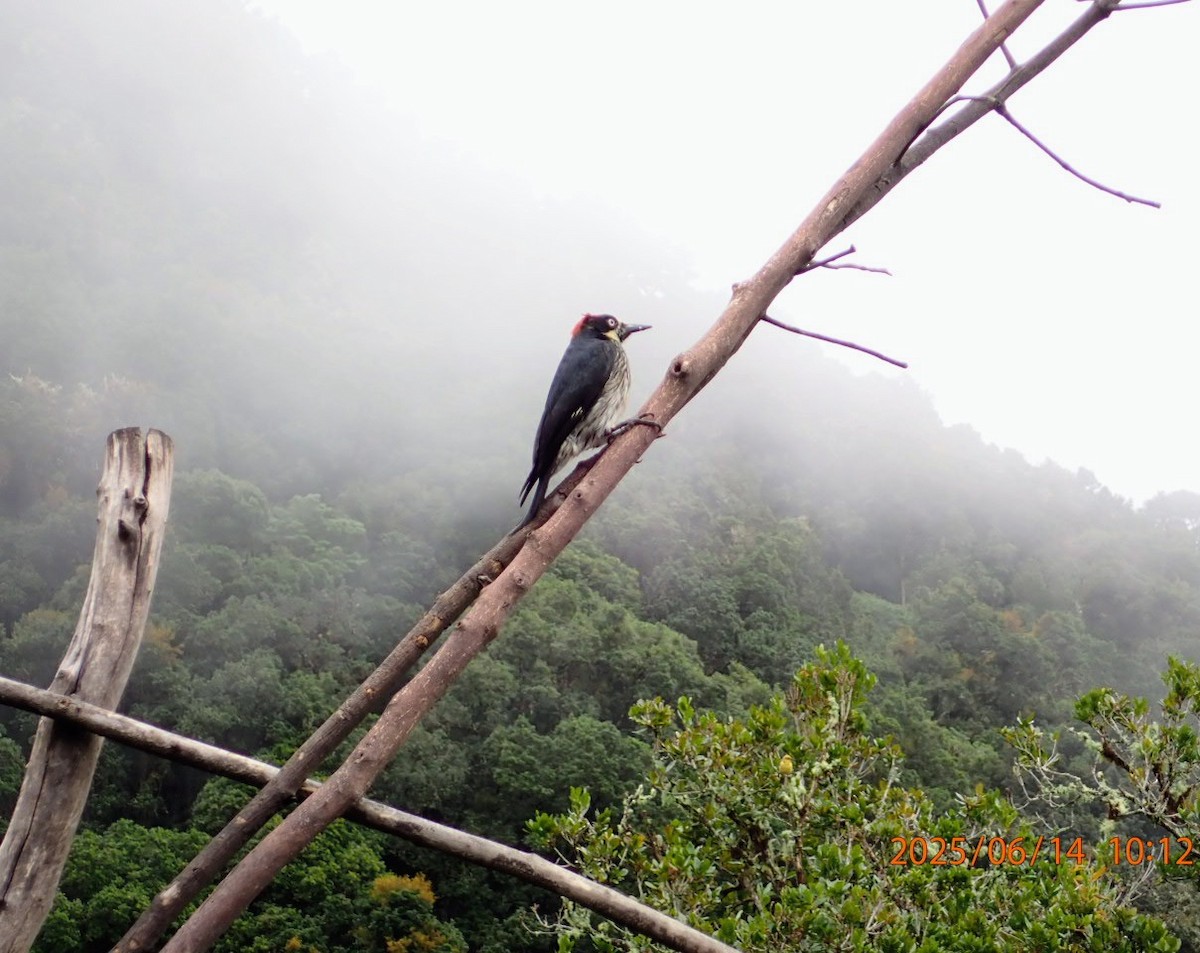 Acorn Woodpecker - ML645863695