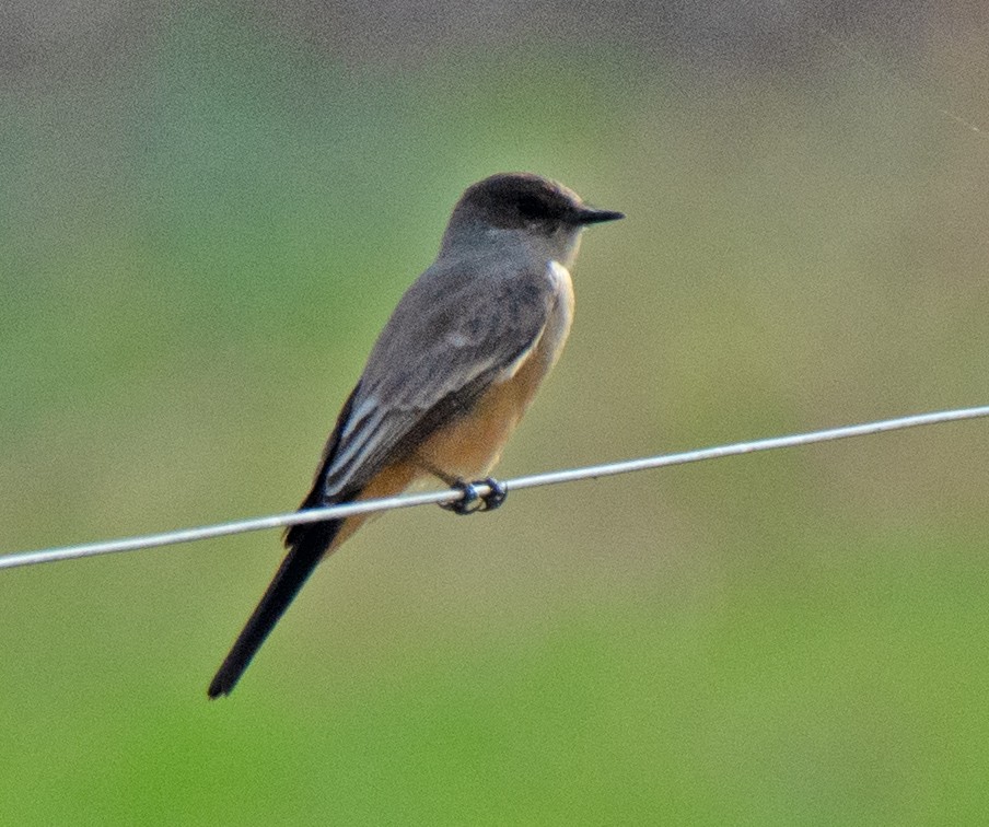 Say's Phoebe - ML645863697