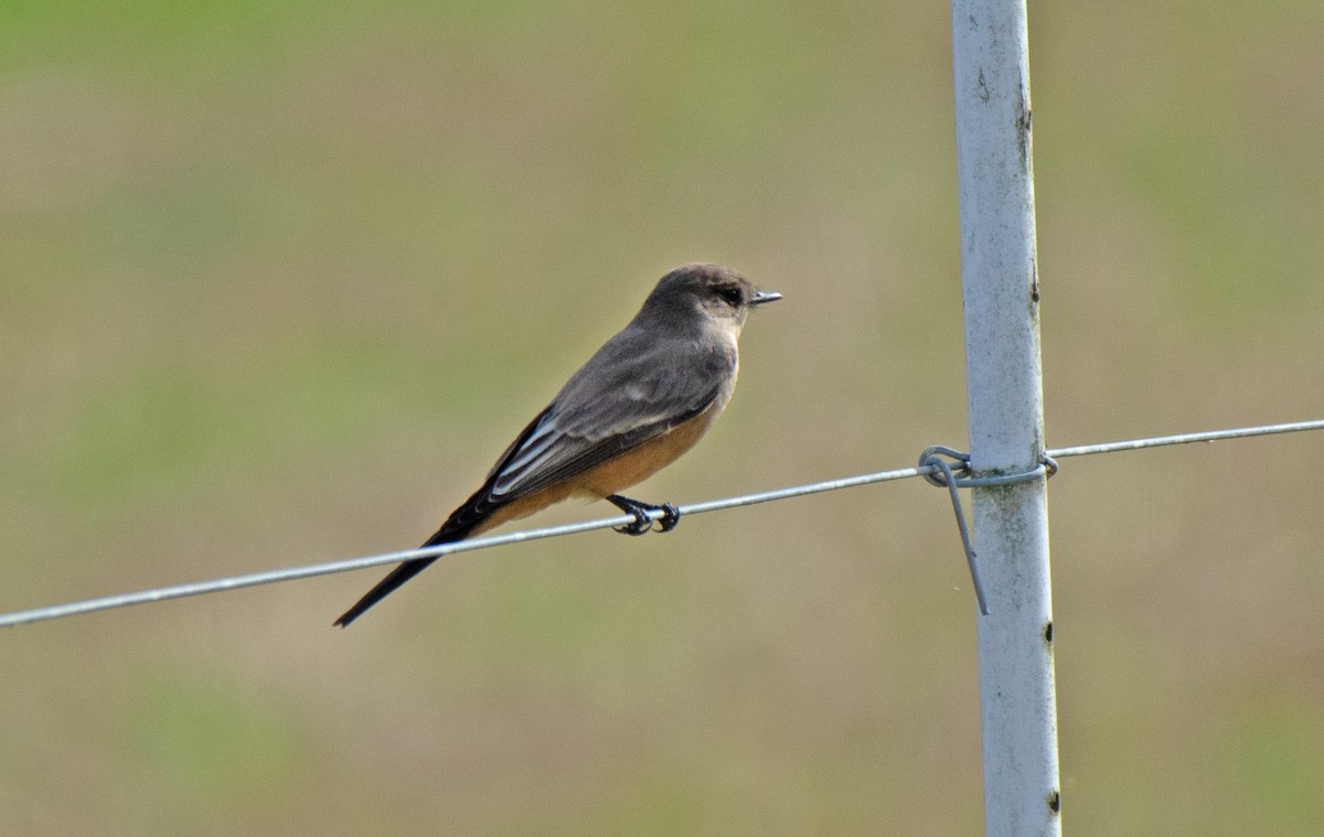 Say's Phoebe - ML645863699