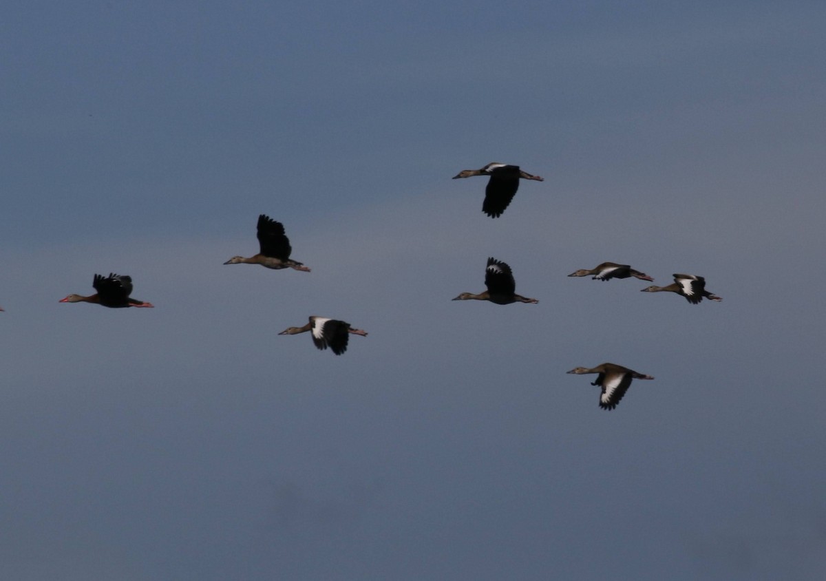 Black-bellied Whistling-Duck - ML645863703