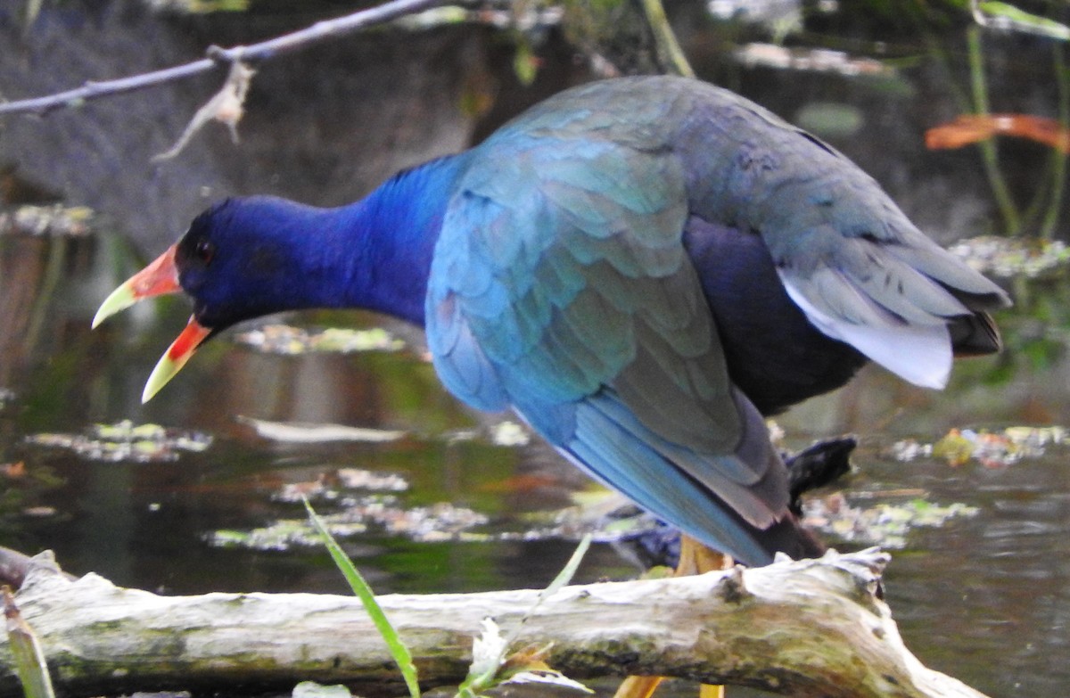 Purple Gallinule - ML645863704