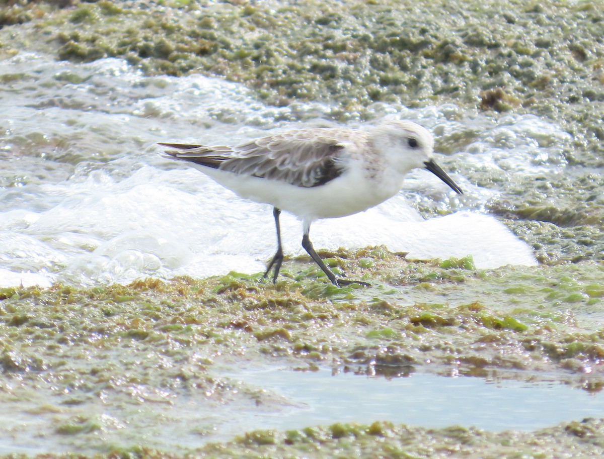 Песчанка - ML645863707