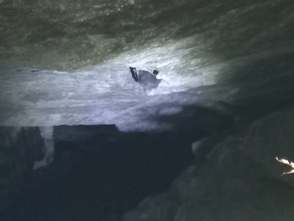 Guianan Cock-of-the-rock - ML645863709