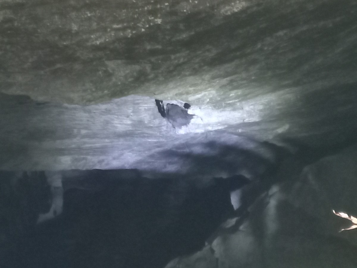 Guianan Cock-of-the-rock - ML645863710