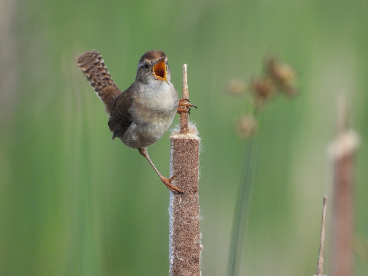 střízlík bažinný - ML645863711