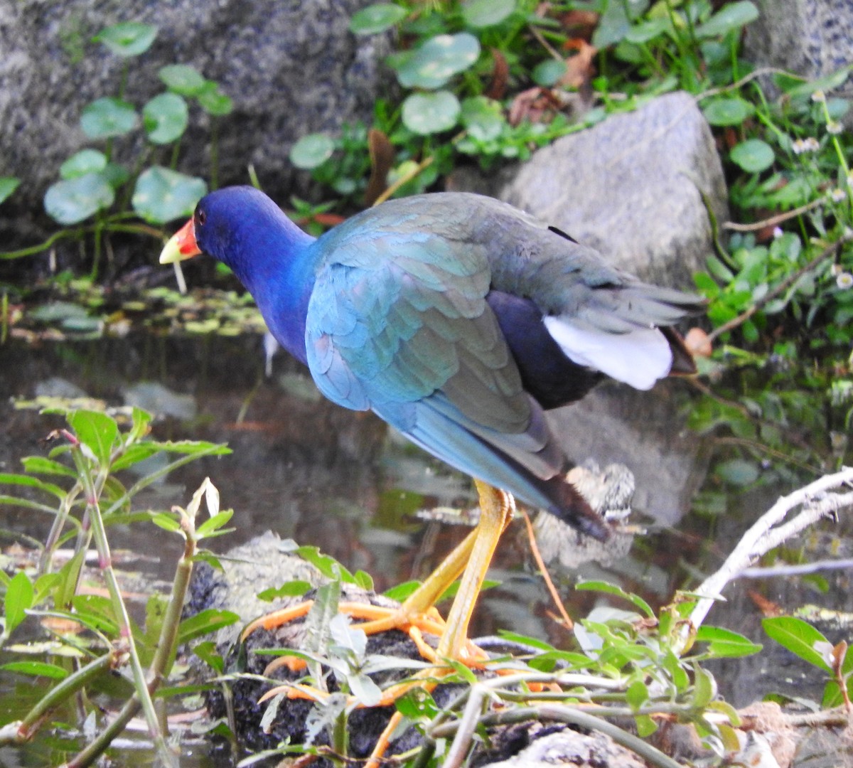 Purple Gallinule - ML645863712