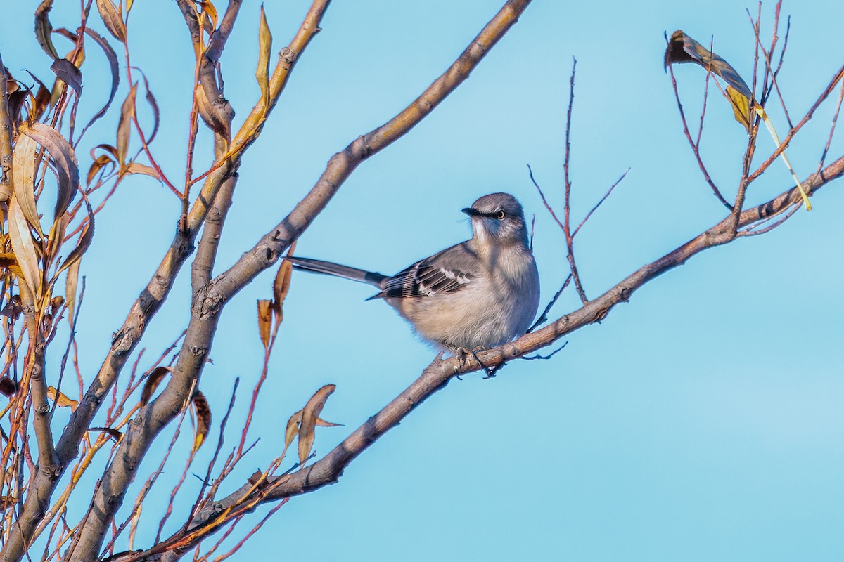 Northern Mockingbird - ML645863713