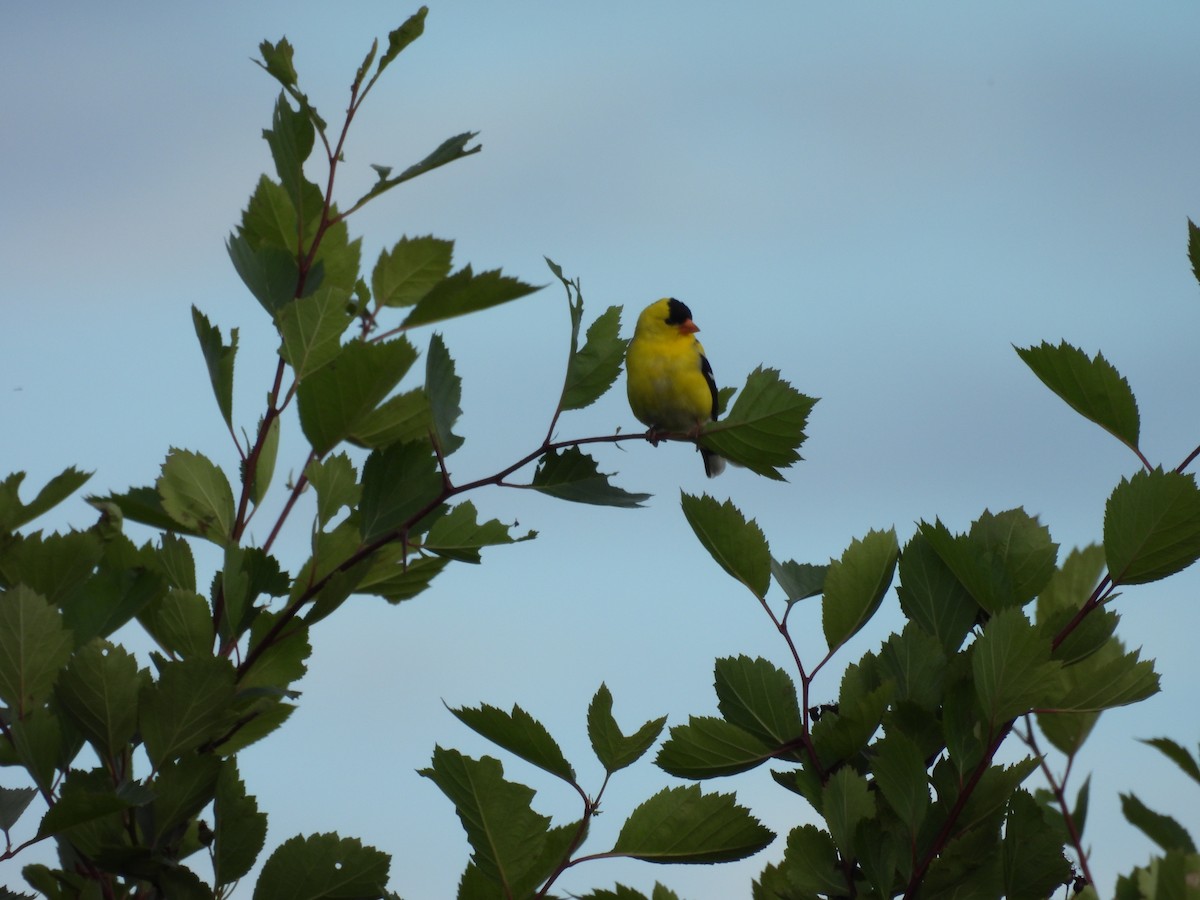 čížek žlutý - ML645863714