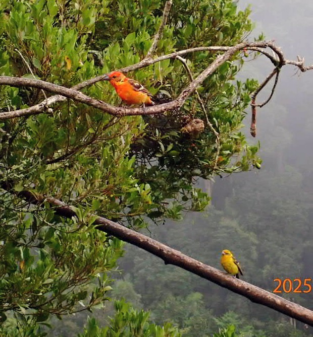 Flame-colored Tanager - ML645863715