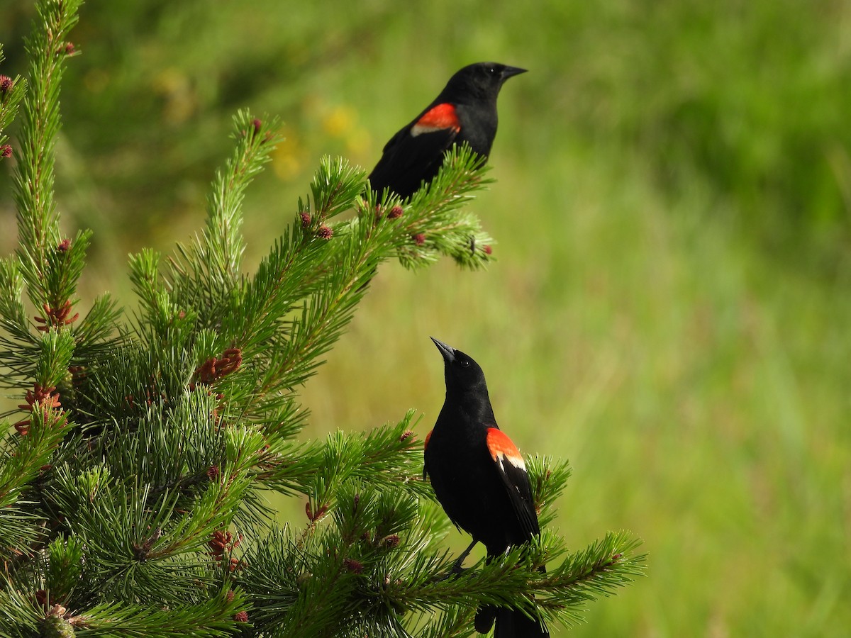 Красноплечий трупиал - ML645863716