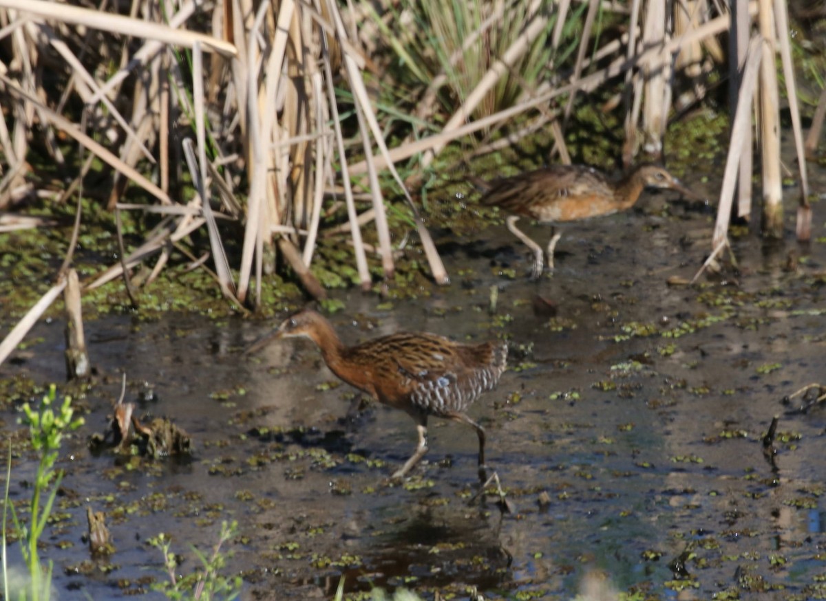 King Rail - ML645863717