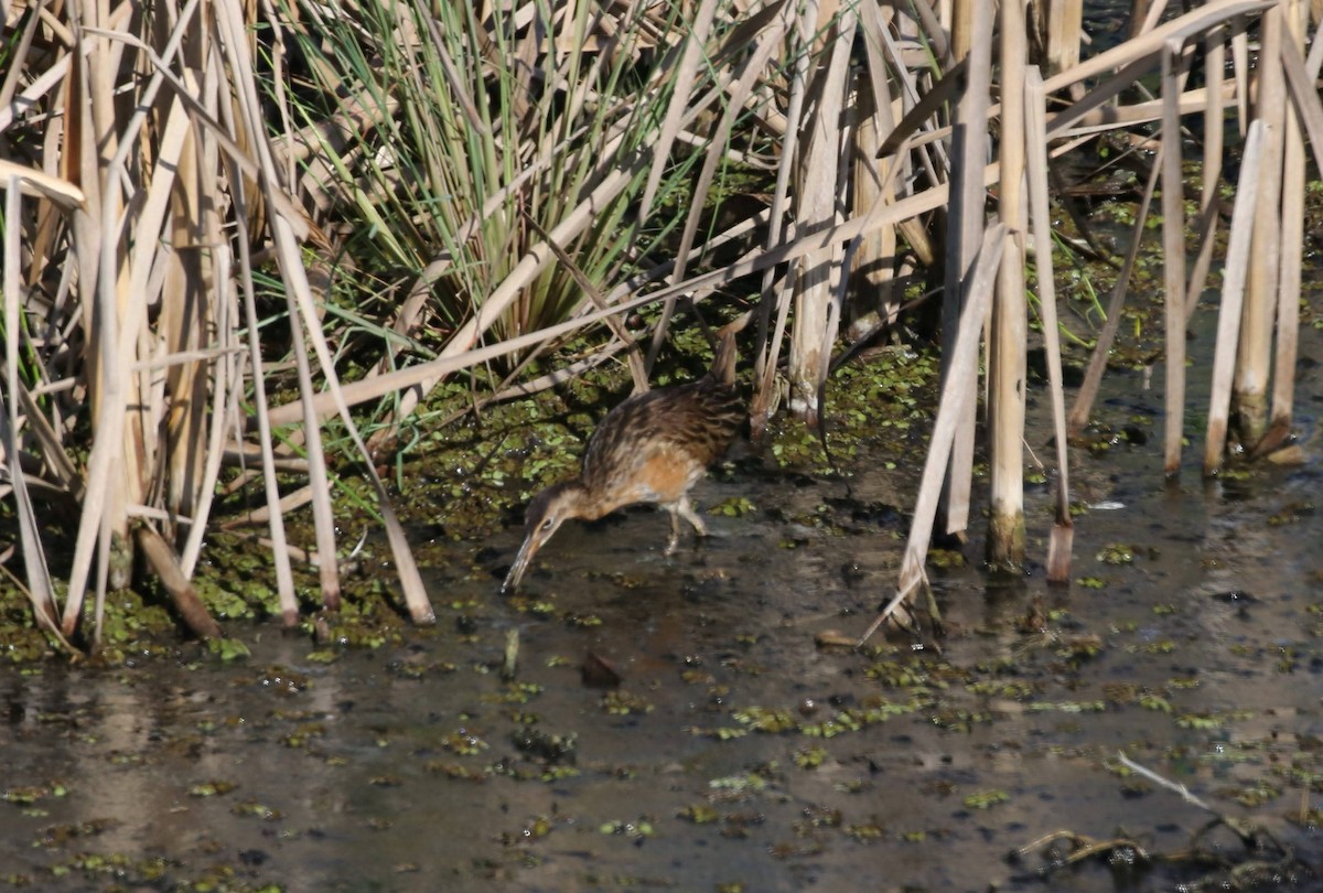 King Rail - ML645863718