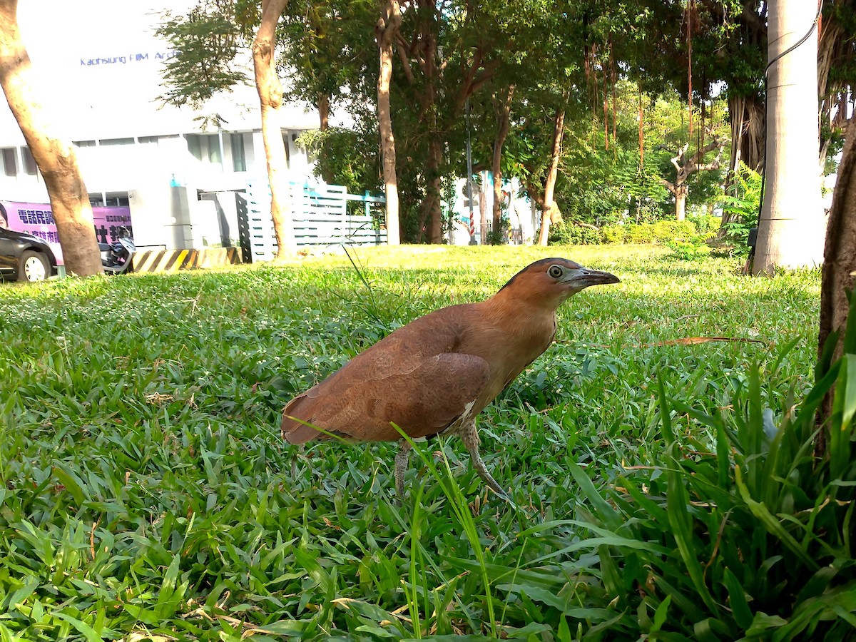 duskdverghegre - ML645863719