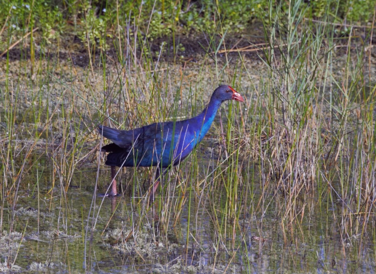 Gray-headed Swamphen - ML645863720
