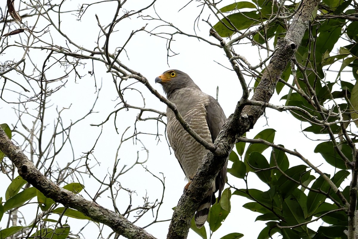 Roadside Hawk (Northern) - ML645863721
