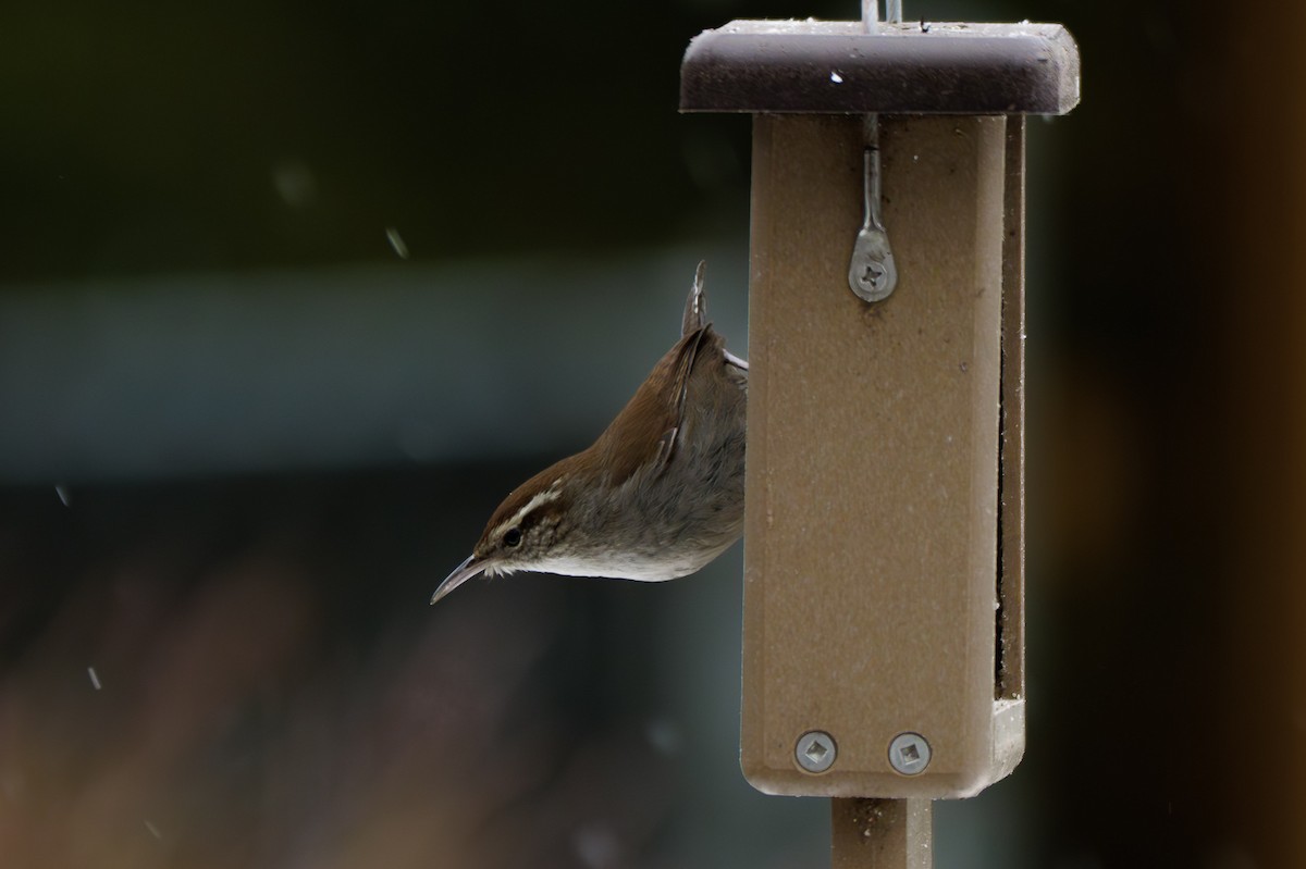 Bewick's Wren - ML645863723