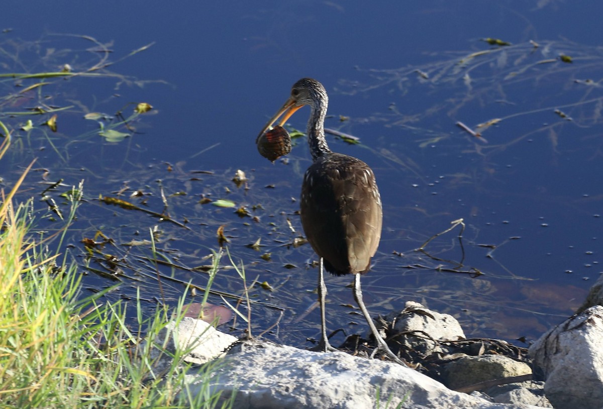 Limpkin - ML645863724