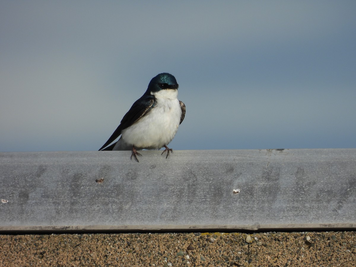 vlaštovka stromová - ML645863725