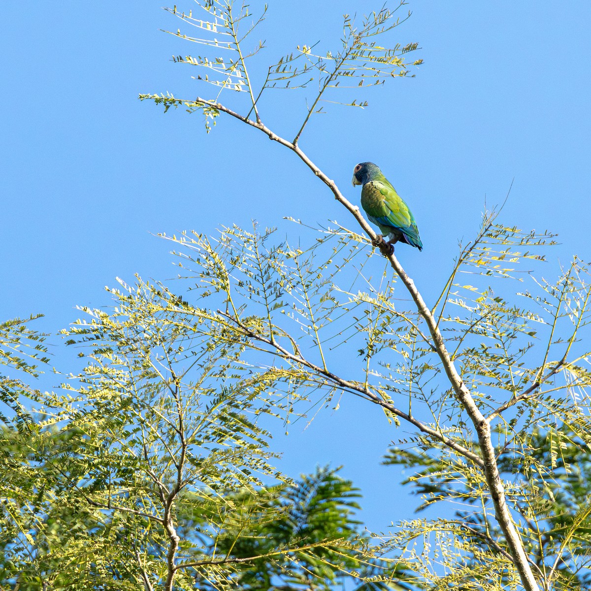 White-crowned Parrot - ML645863726