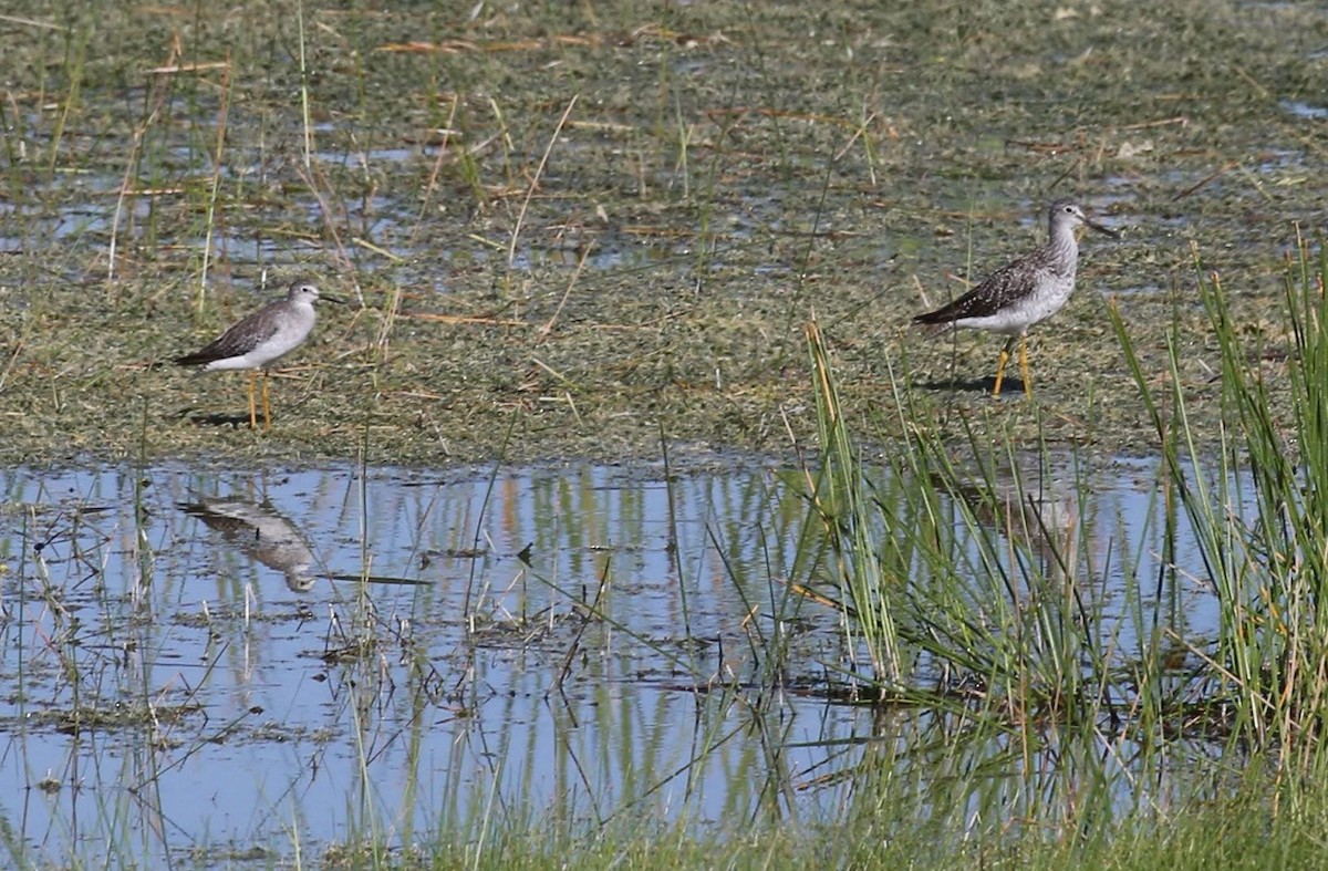 Greater Yellowlegs - ML645863730