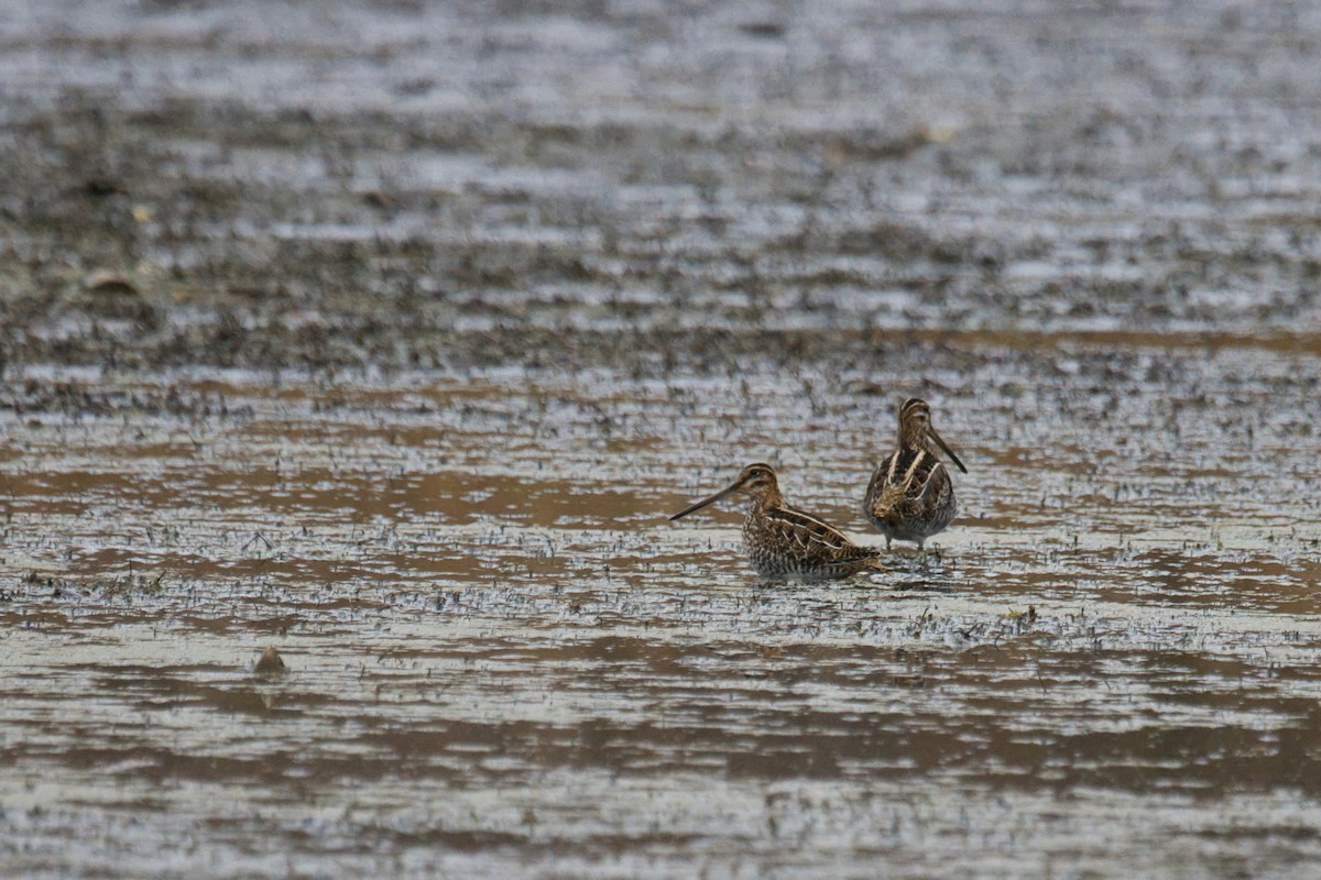 Wilson's Snipe - ML645863735