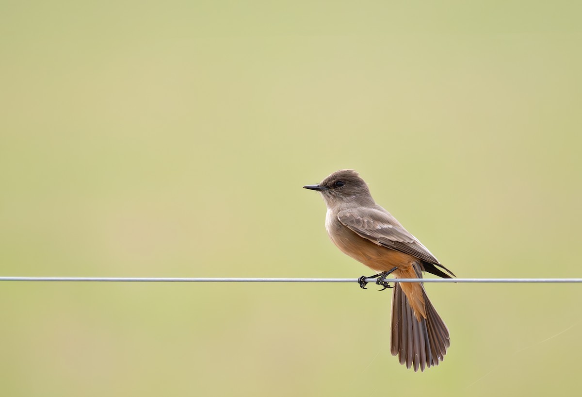 Say's Phoebe - ML645863736