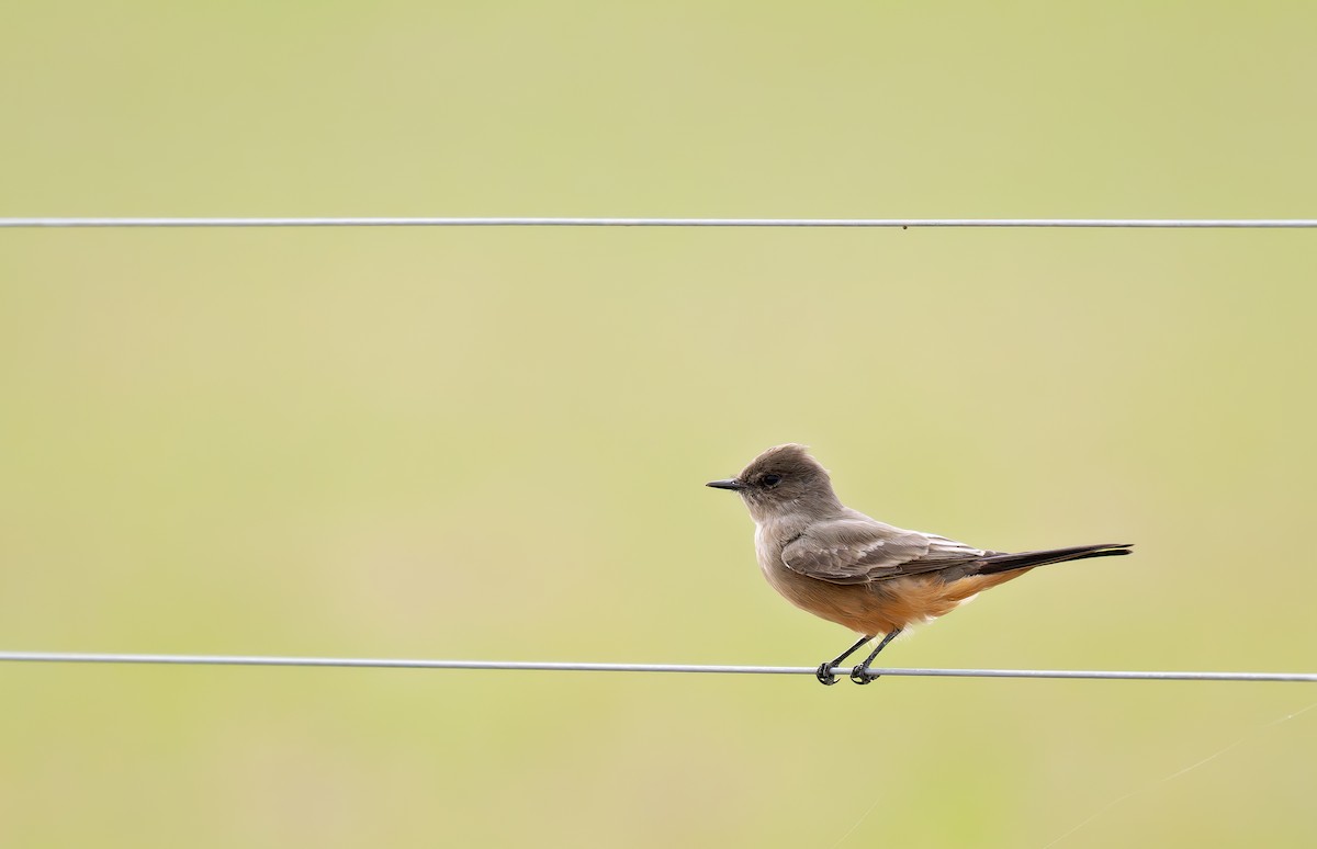 Say's Phoebe - ML645863737