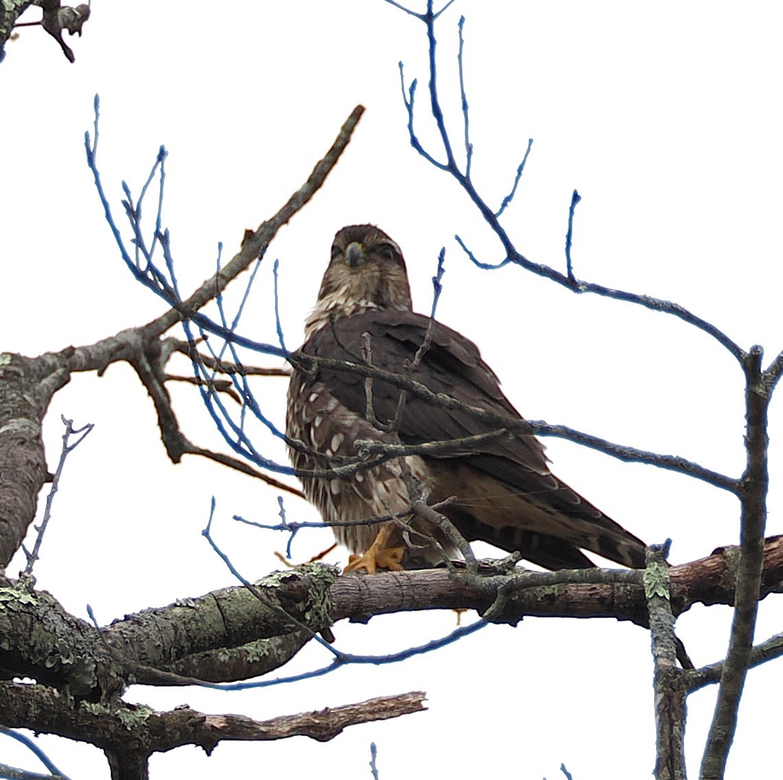 Merlin - ML645863738