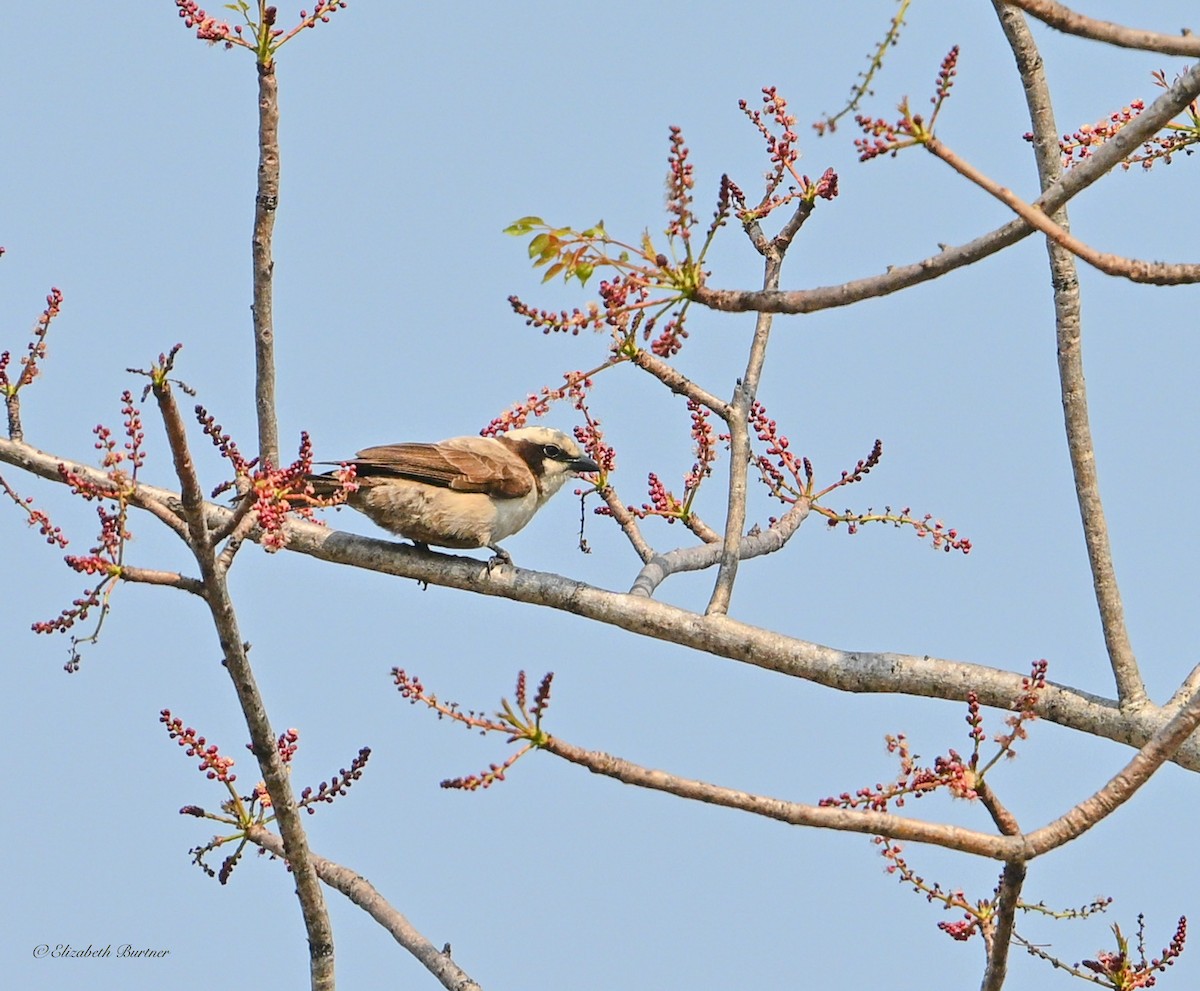 Ak Taçlı Örümcekkuşu - ML645863740