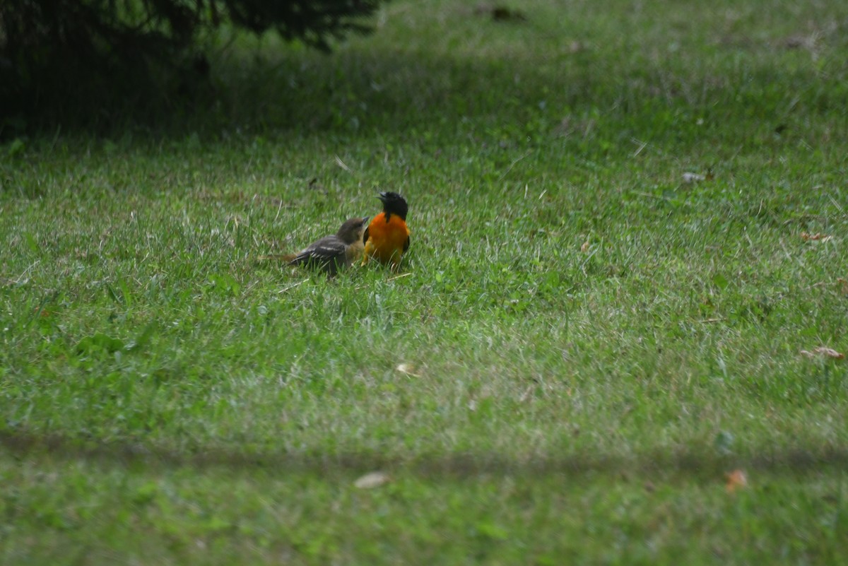 Балтиморский трупиал - ML645863742