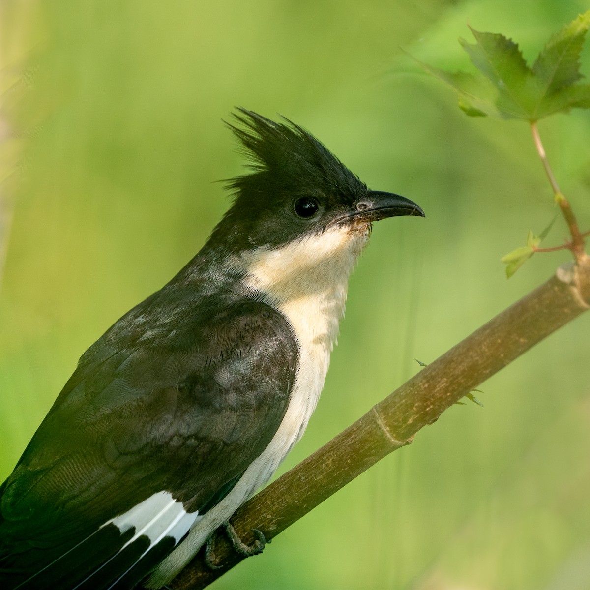 Pied Cuckoo - ML645863743