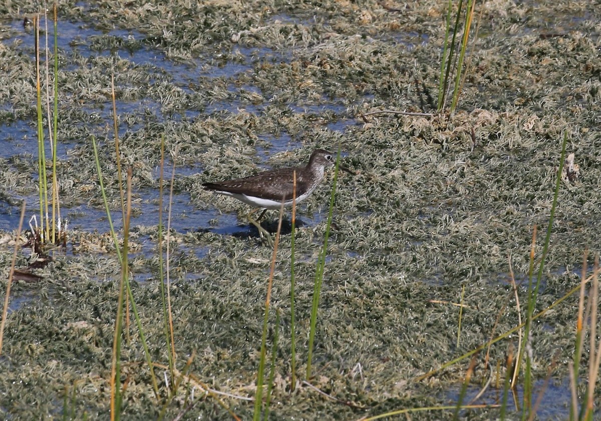 Solitary Sandpiper - ML645863744