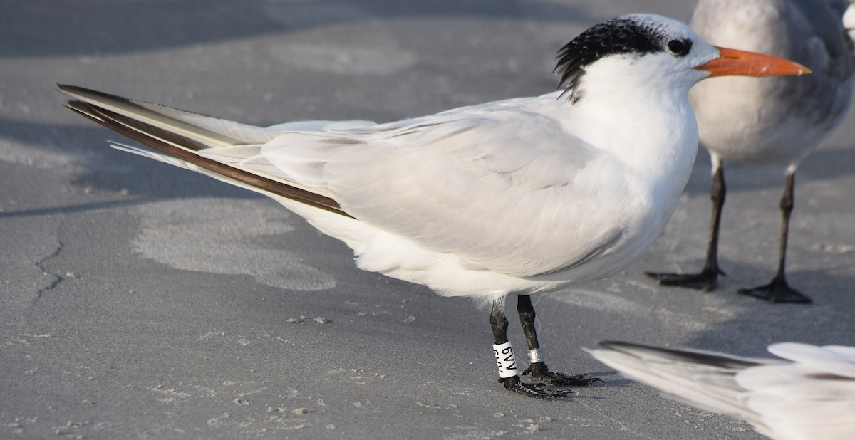Royal Tern - ML645863745