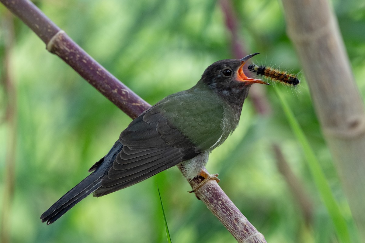 Coucou à tête grise - ML645863746