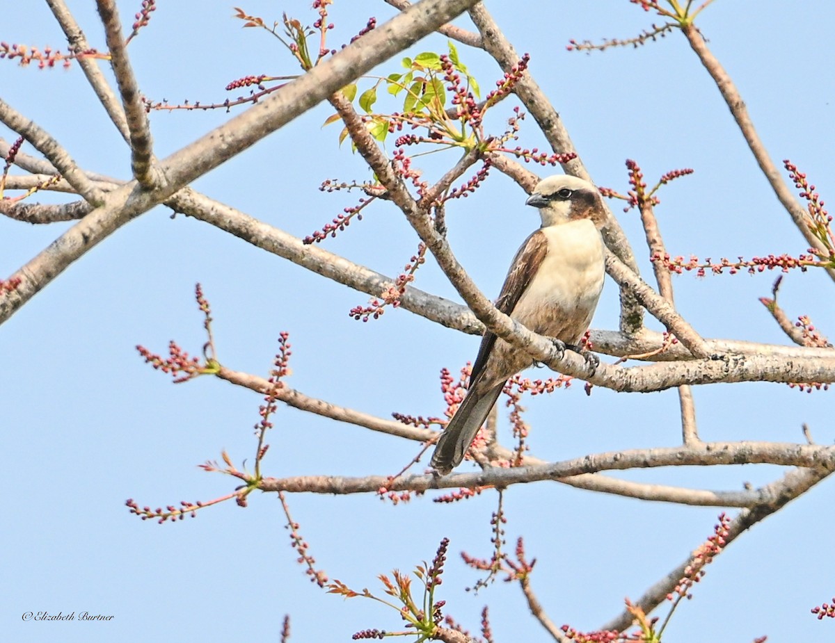 Ak Taçlı Örümcekkuşu - ML645863747