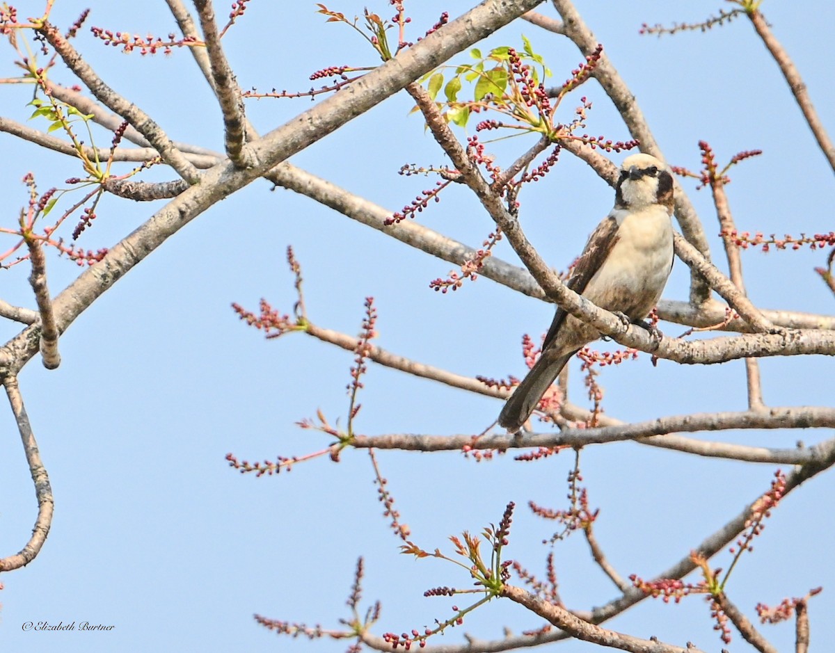 Ak Taçlı Örümcekkuşu - ML645863748