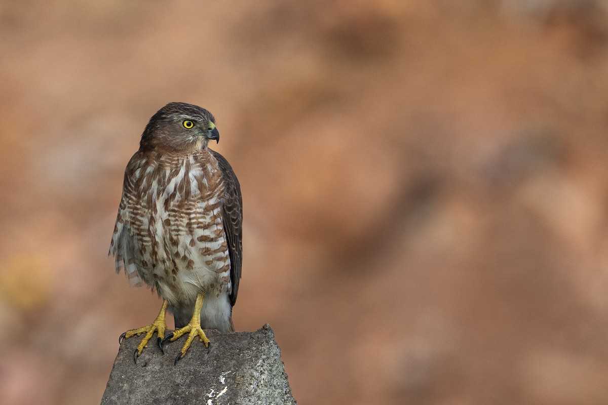 Shikra - ML645863756