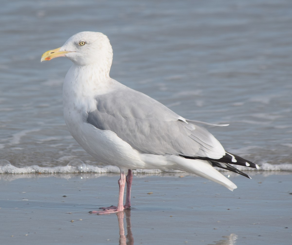 American Herring Gull - ML645863760