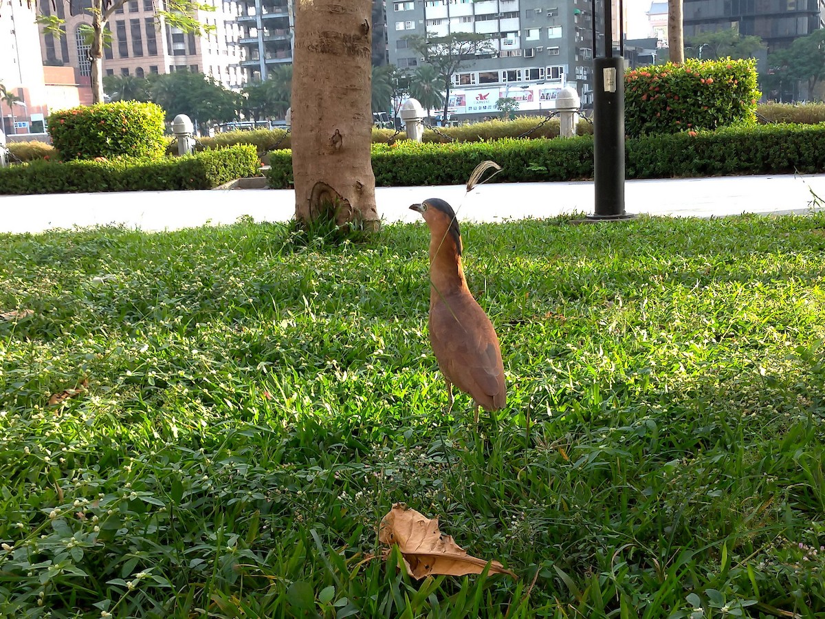 duskdverghegre - ML645863761