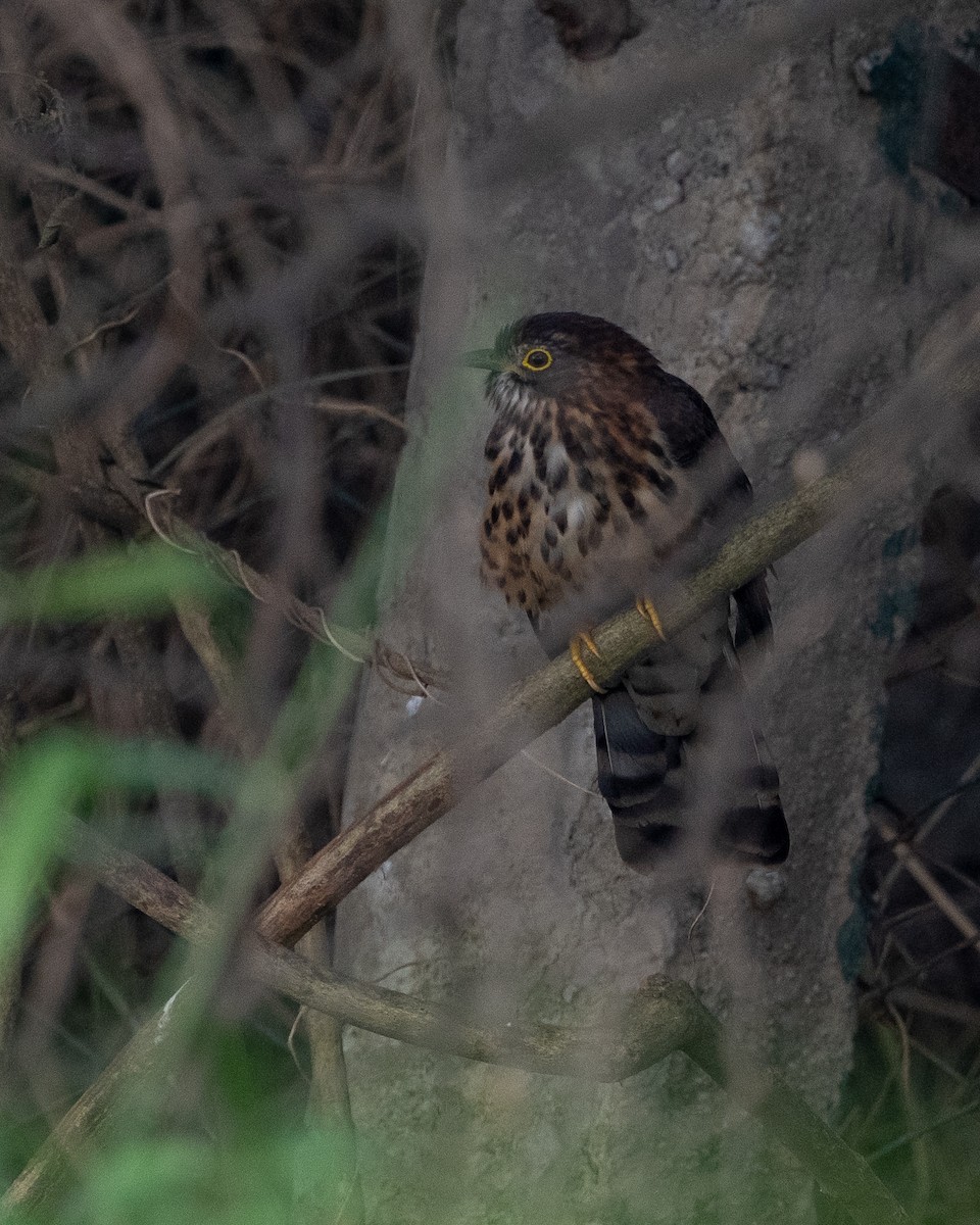 Large Hawk-Cuckoo - ML645863766