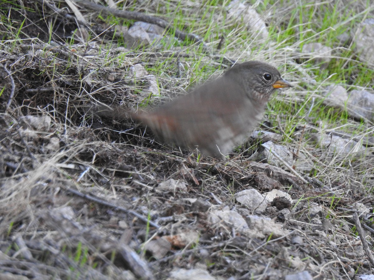 strnadec kaštanový - ML645863769