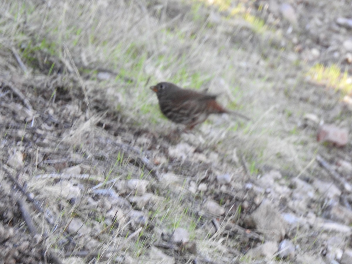 strnadec kaštanový - ML645863770