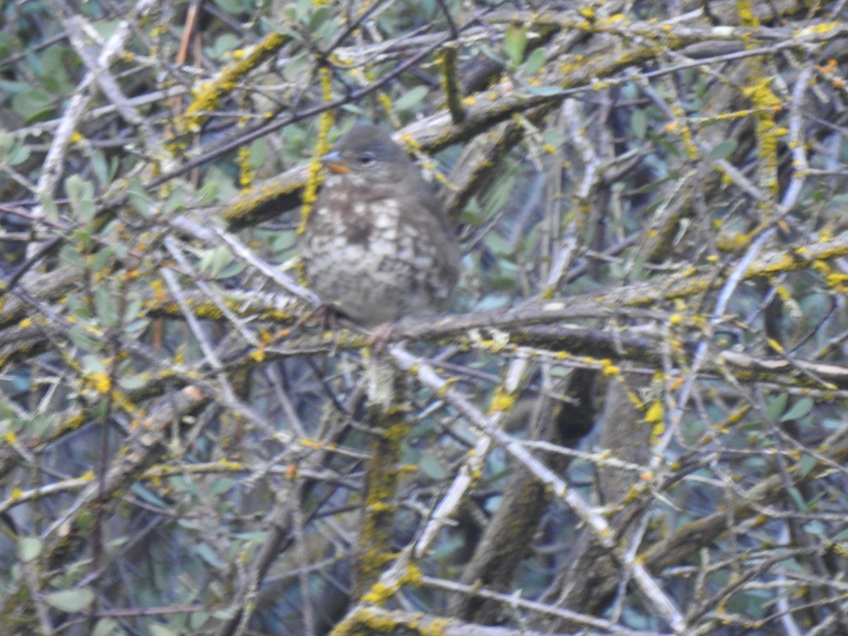 strnadec kaštanový - ML645863771