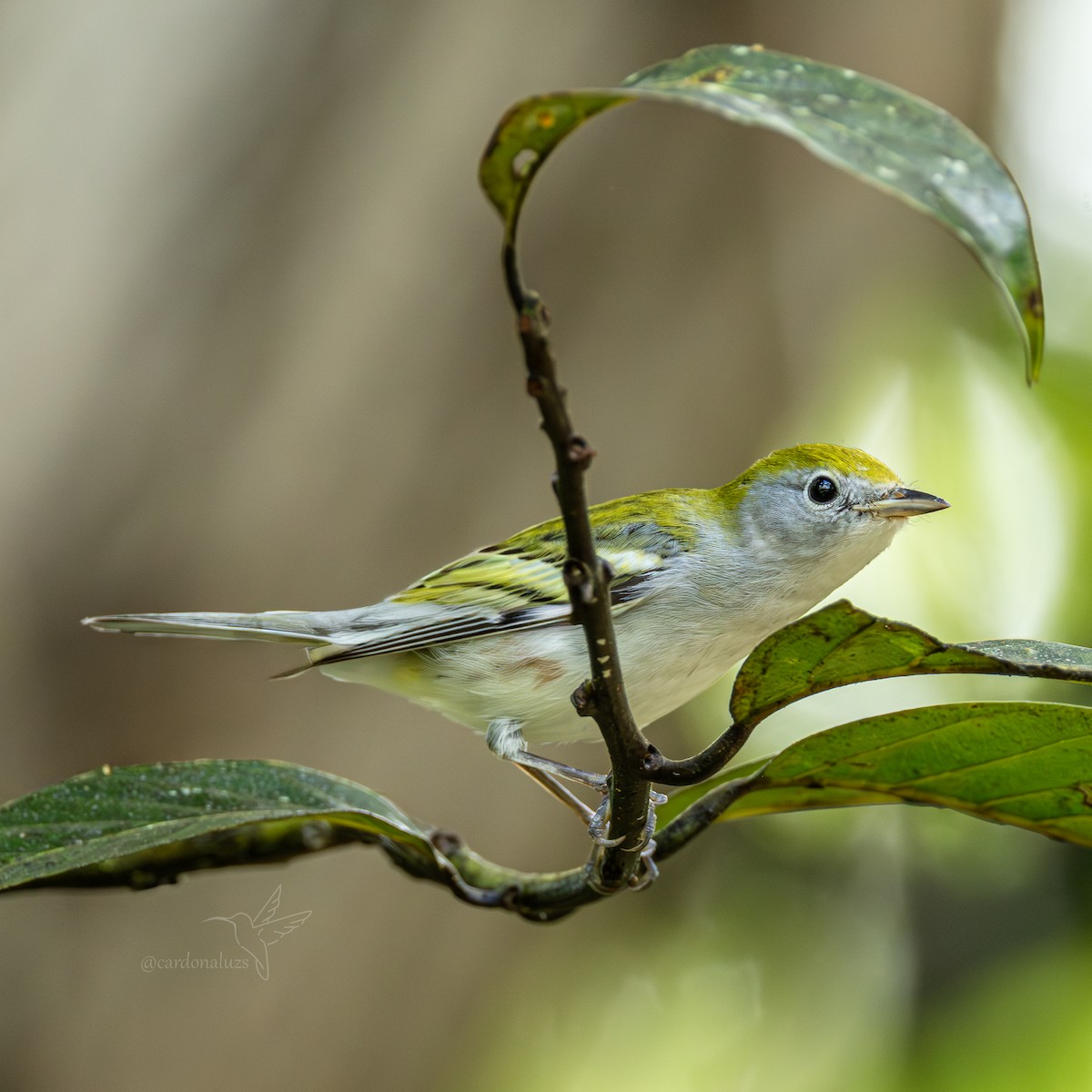 ワキチャアメリカムシクイ - ML645863773