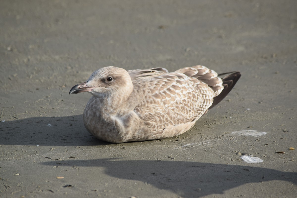 American Herring Gull - ML645863780