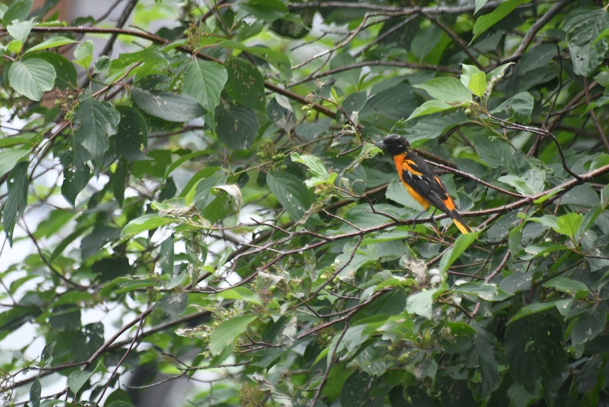 Балтиморский трупиал - ML645863786