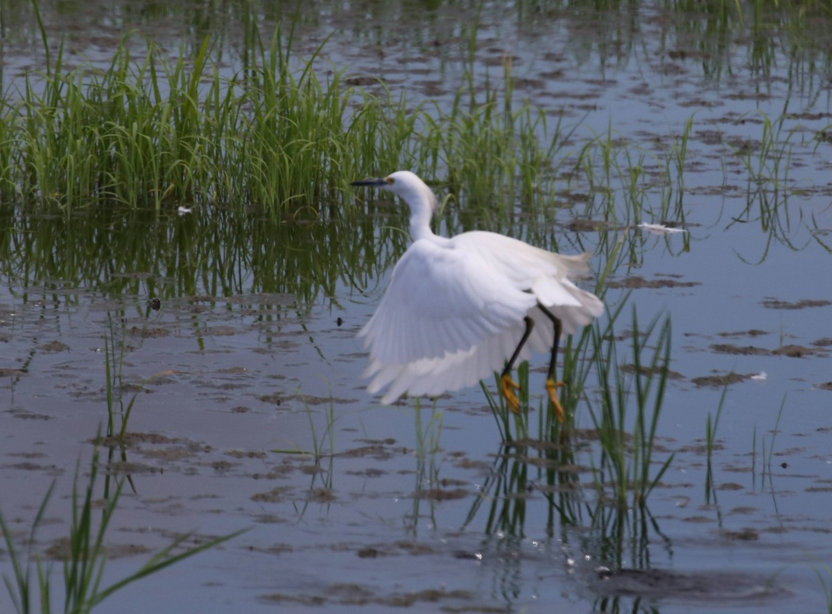 Snowy Egret - ML645863787