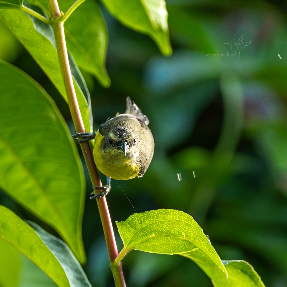 Zuckervogel - ML645863790