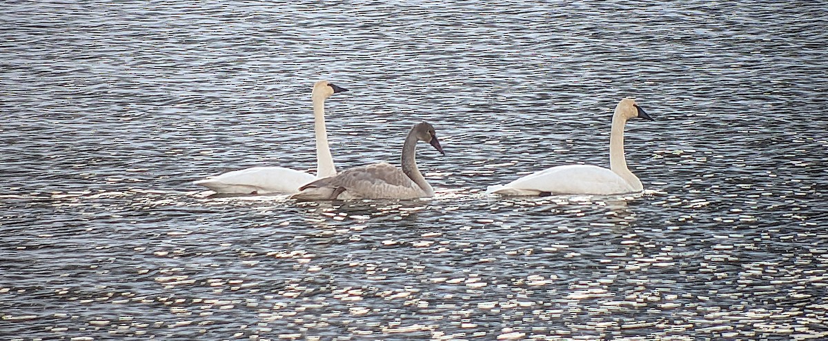 Trumpeter Swan - ML645863791