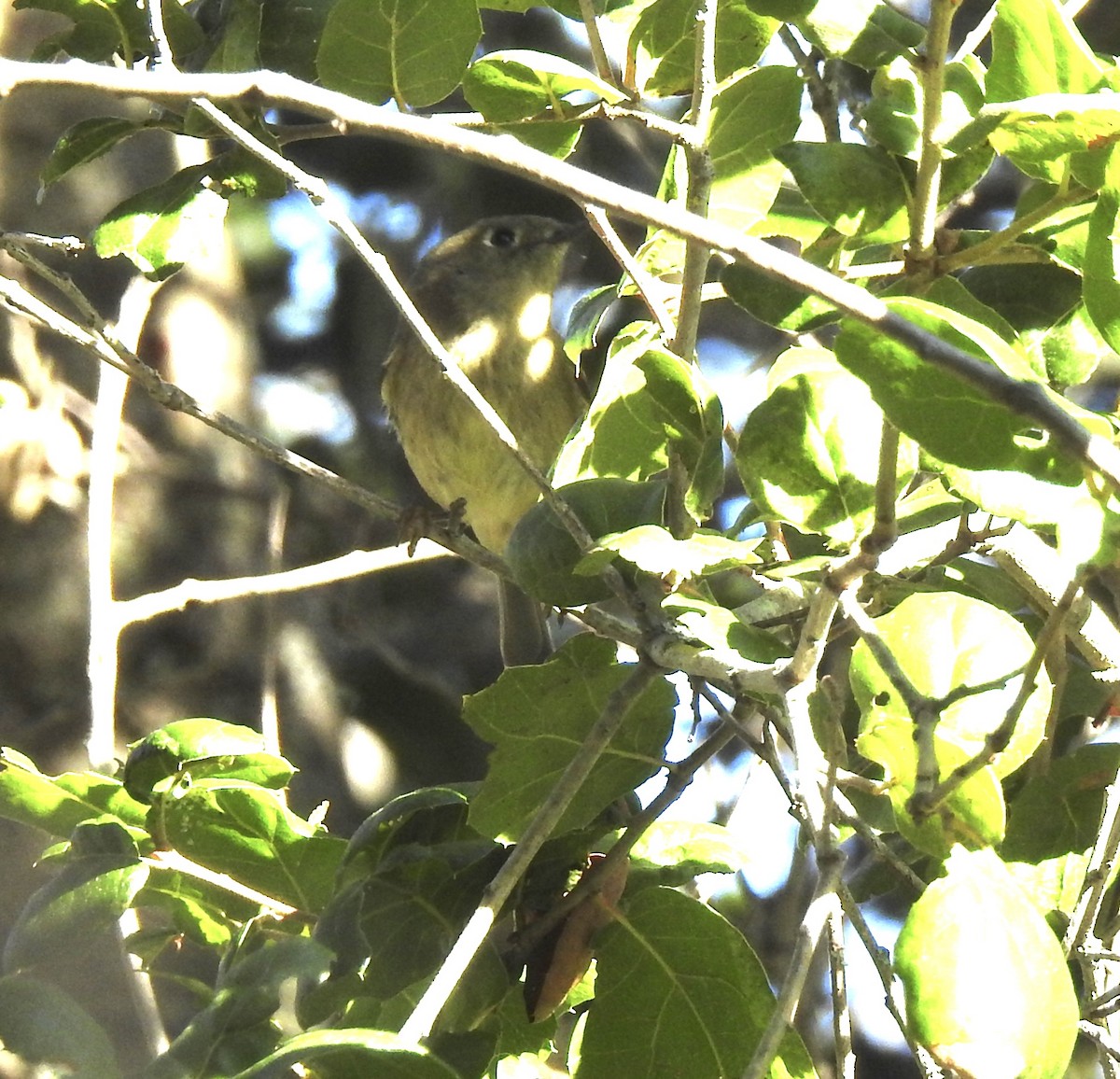 králíček americký - ML645863792